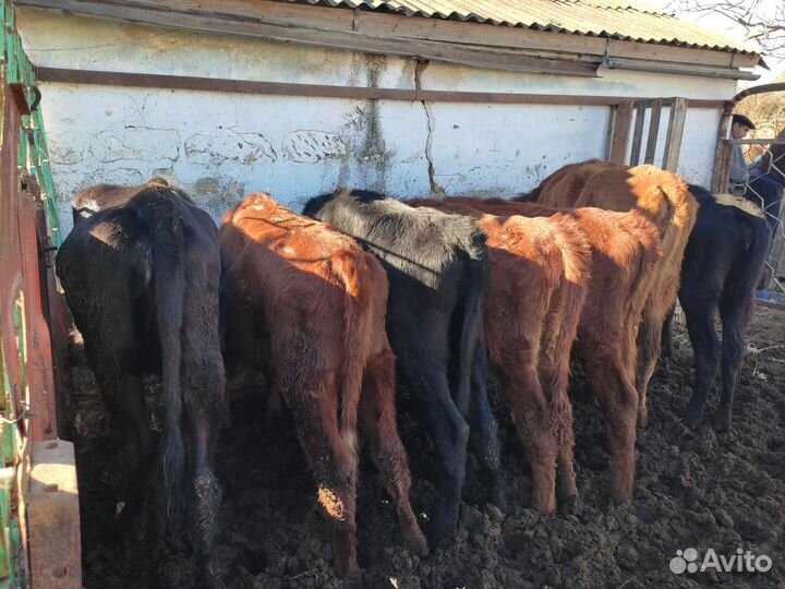 Быки на племя