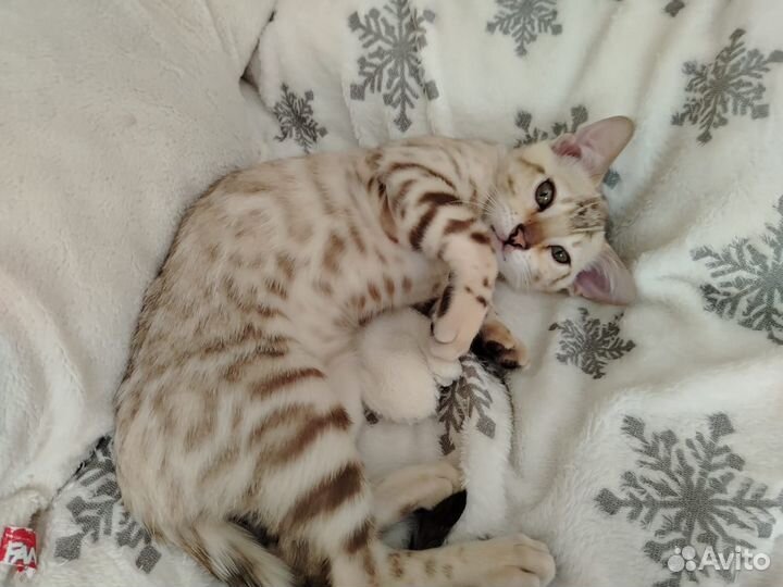 Бенгальский мальчик