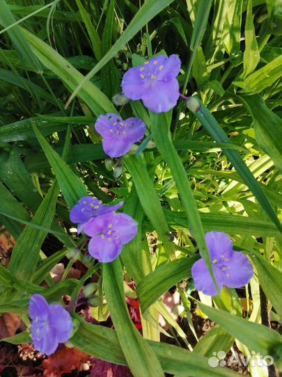 Астранция, гелениум, дербенник и другое