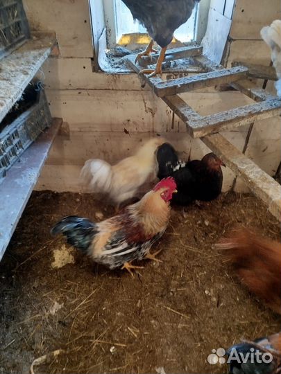 Красивые петухи