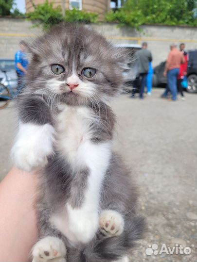 Вислоухие котята