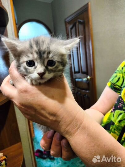 Кошка с котенком в добрые руки