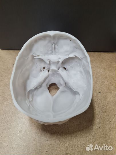 Череп анатомический