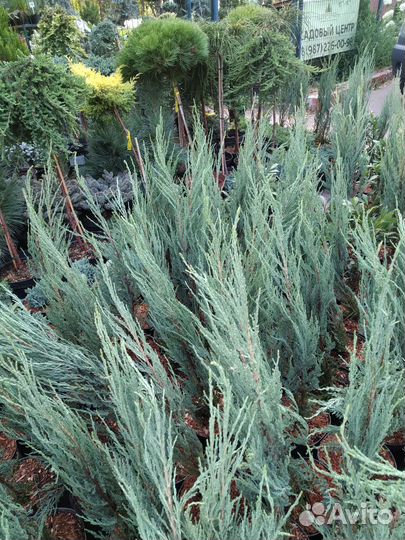 Можжевельник скальный