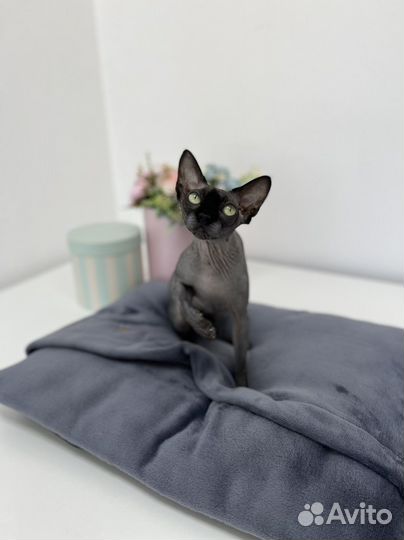 Лежанка домик для кошек или маленьких собак