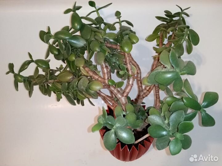 Толстянка Атропурпуреа (Crassula Atropurpurea)