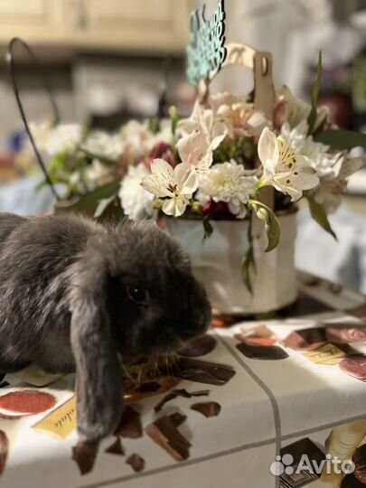 Декоративные кролики вислоухие