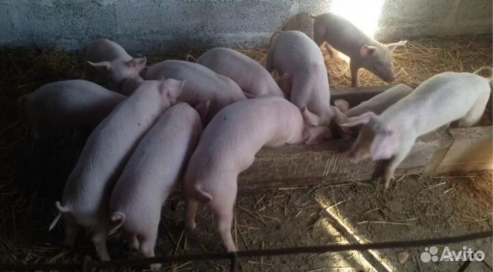 Поросята крупная белая