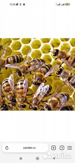 Среднерусские пчелы