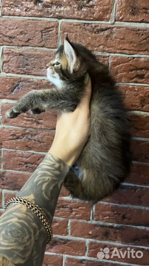 Мейн-кун девочка