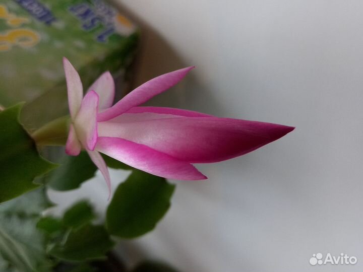 Декабрист шлюмбергера розовый