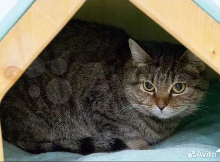 Ласковая Дарина в дар