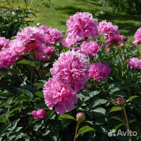 Пион Edulis Superba