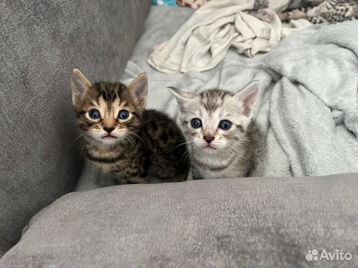Бенгальские котята
