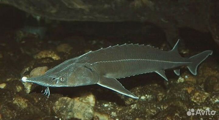 Живая рыба оптом. Магазины.Зарыбление.Форель.Карп