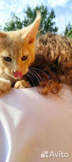 Мейн-кун мальчики готовые к переезду