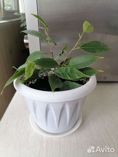 Фикус бенджамина