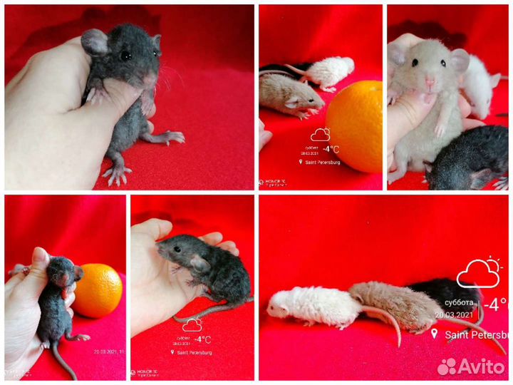 Крысята Крыса Дамбо Рекс Барашки