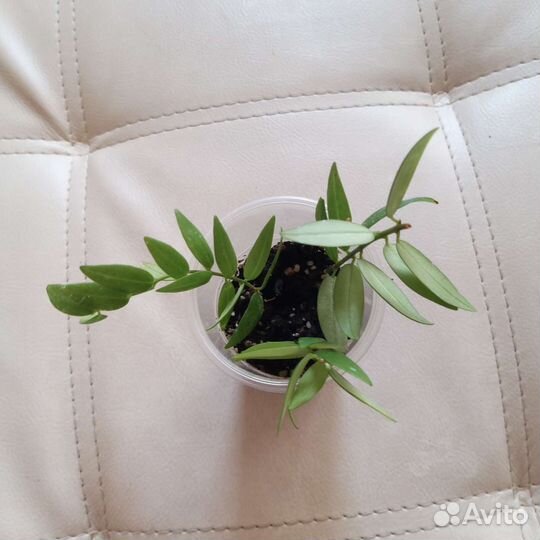 Нематантус или золотые рыбки