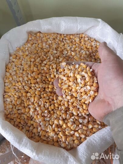 Зерно - пшеница, ячмень, кукуруза, овес, горох