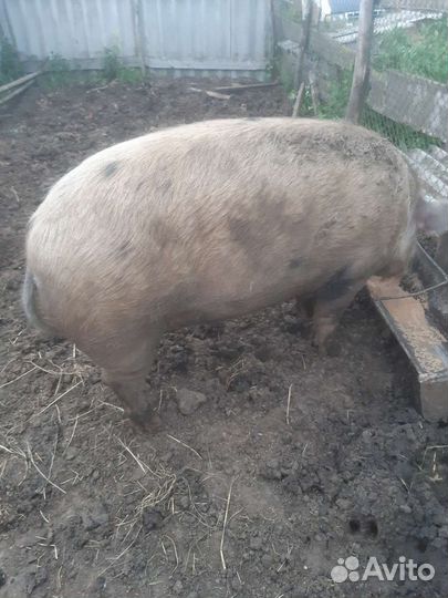 Продам кабана