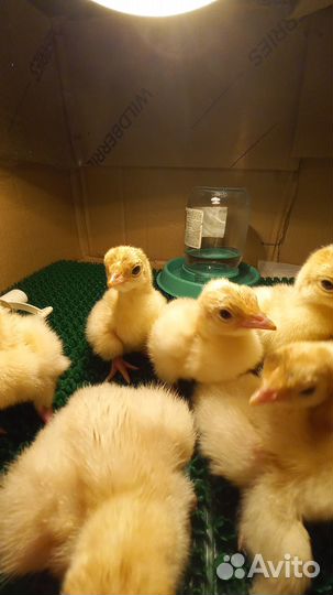 Индюшата хайбрид конвертер