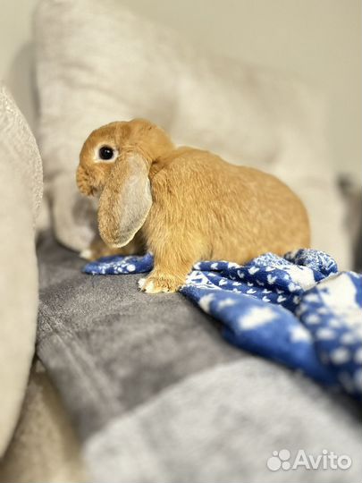 Отдам кролика в добрые руки