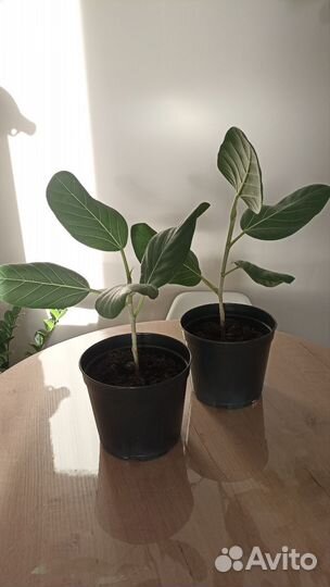 Фикус Бенгальский