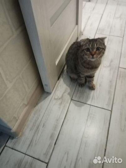 Кошечка в добрые руки
