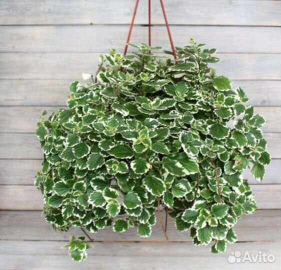 Колумбийский орегано /Плектрантус