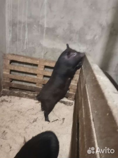 Вьетнамская вислобрюхая