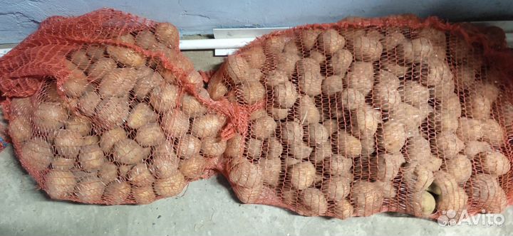 Семенной картофель