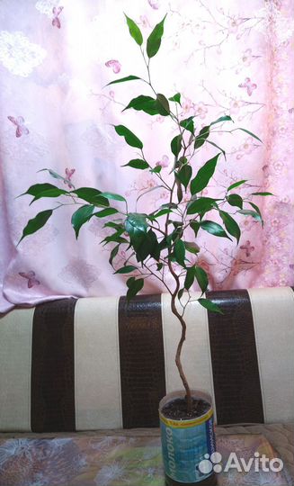 Фикус бенджамина