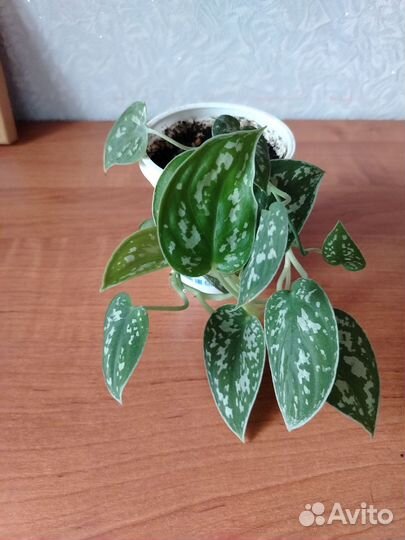 Сциндапсус пиктус