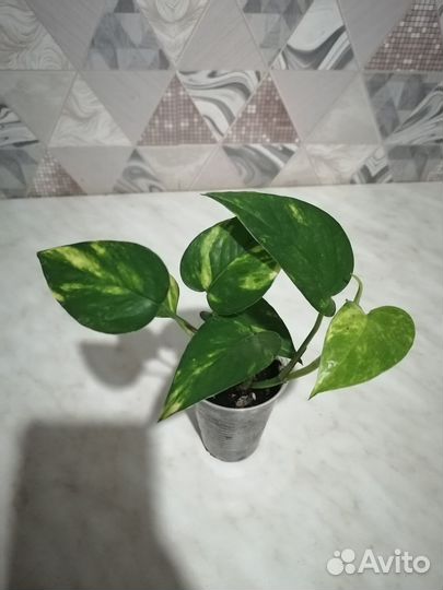 Сциндапсусы, циссусы