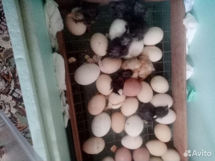 Яйцо на инкубацию