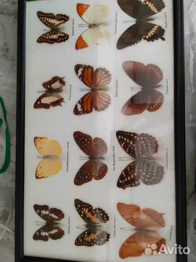 Насекомые в рамке