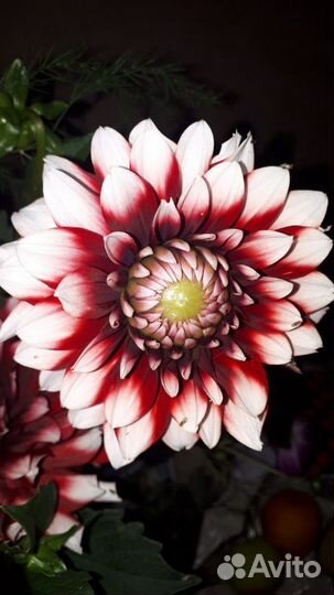 Георгины макс, розы, гладиолусы свои