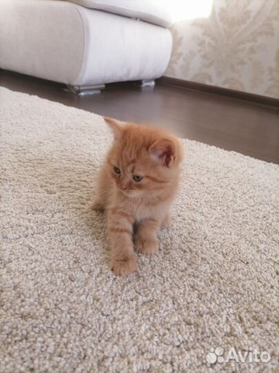 Кошки