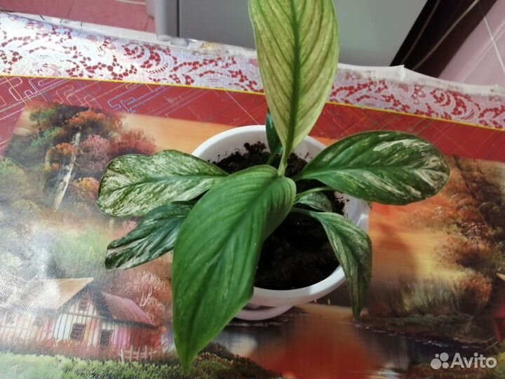 Сансевиерия