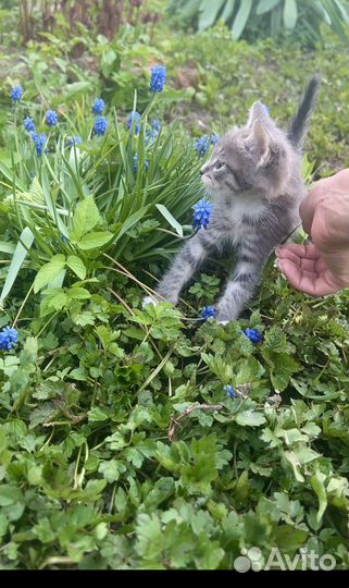Котята в добрые руки даром