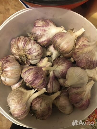 Чеснок