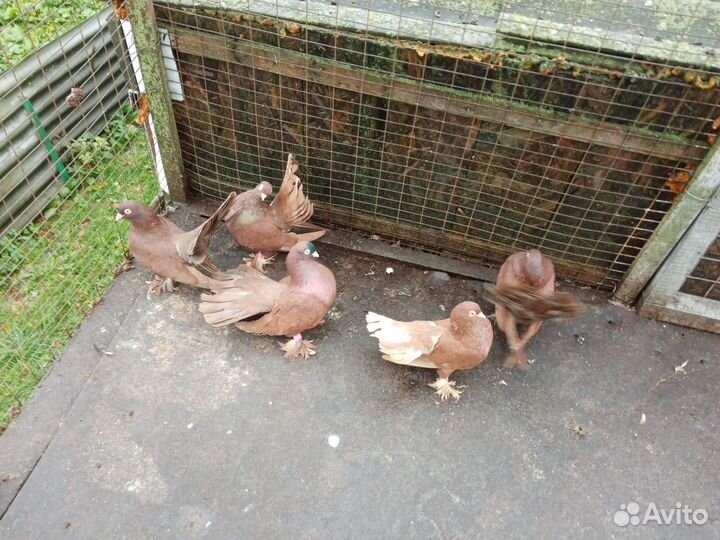 Продажа статных голубей