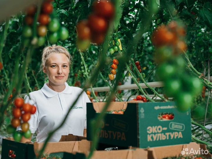 Работник в теплицу