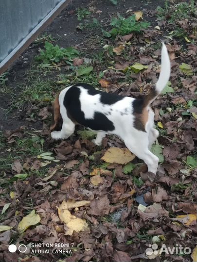 Щенки бигль РКФ