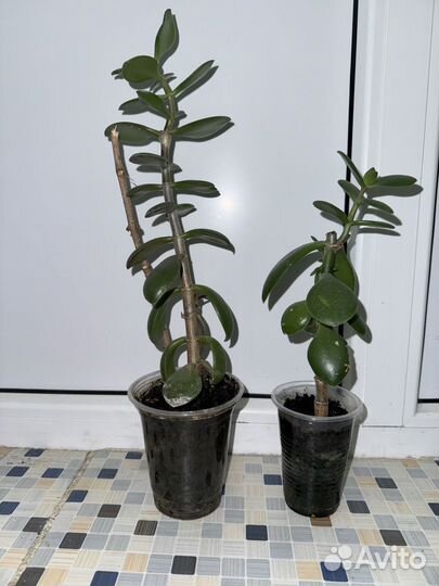 Толстянка (Денежное дерево)