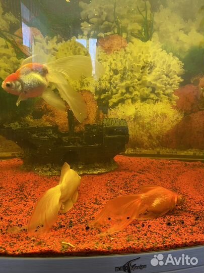 Аквариум с тумбой 250 литров