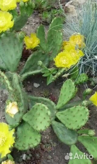 Морозостойкий садовый уличный кактус,Опунция