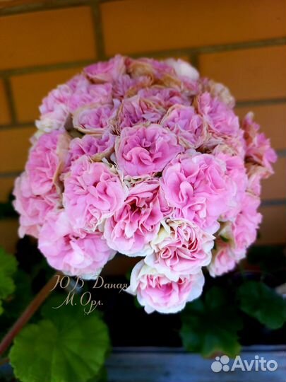 Герань пеларгония