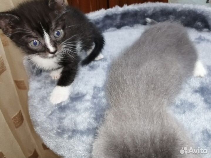 Котят отдам бесплатно